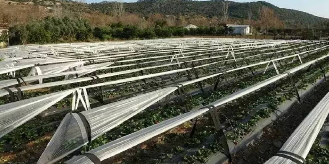 Eşini ikna etmesi hasattan daha zor olsa da başardı, işe koyuldu! Haftalık 300 kg üretiyor: Kilosu tarlada 80 TL ediyor 2